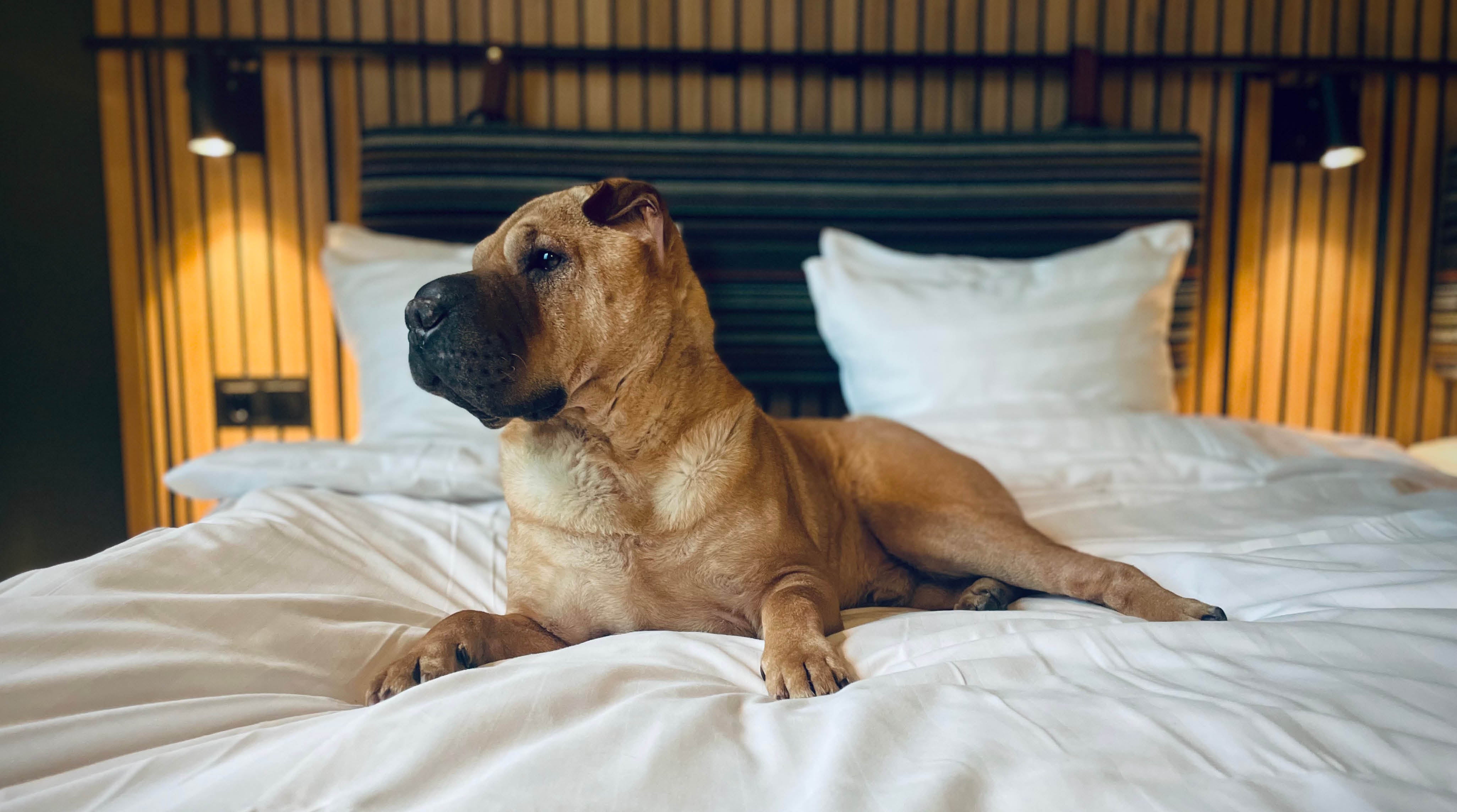 Nyår 2023 på Comfort Hotel Arlanda Airport